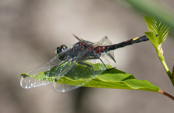 Große Moosjungfer  - Rafał Walczybok
