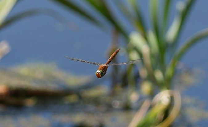 żagiew ruda  - Rafał Walczybok