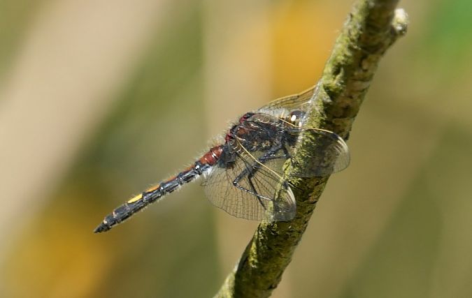 zalotka większa  - Rafał Walczybok