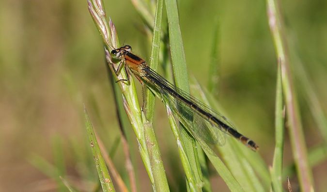 tężnica wytworna  - Rafał Walczybok