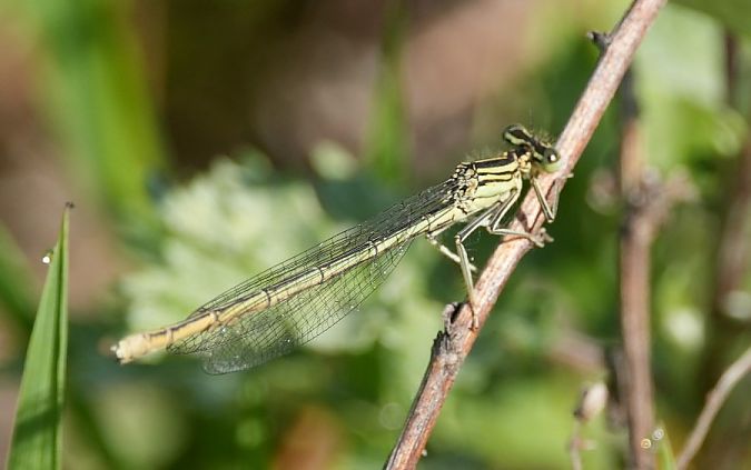 pióronóg zwykły  - Rafał Walczybok