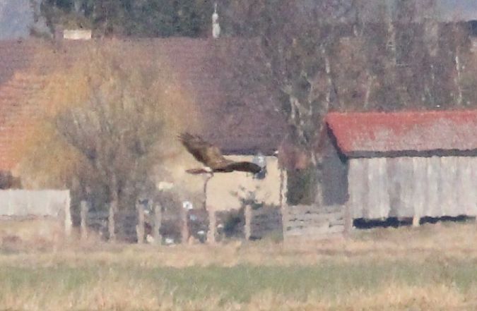 Buse variable  - Rafał Walczybok