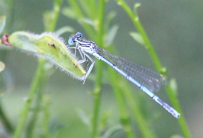 pióronóg zwykły  - Rafał Walczybok
