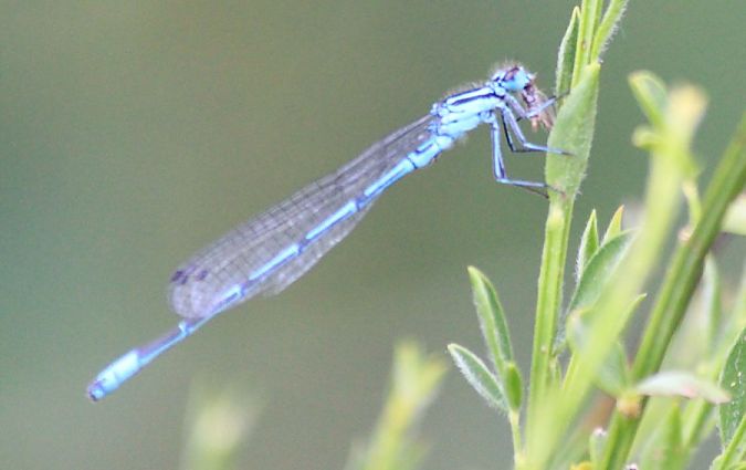 łątka dzieweczka  - Rafał Walczybok