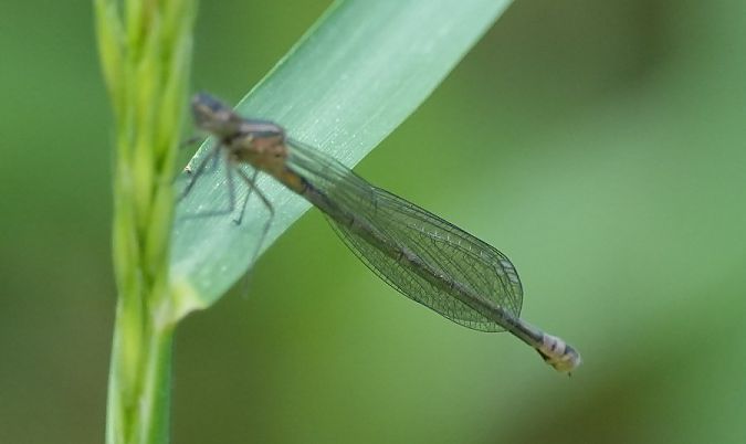 Fledermaus-Azurjungfer  - Rafał Walczybok