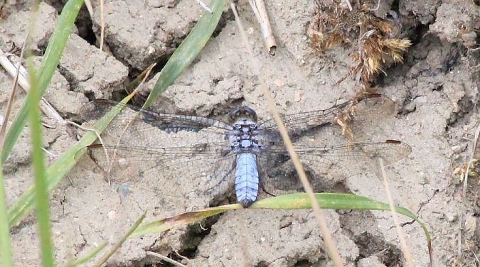 lecicha południowa  - Rafał Walczybok
