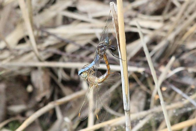 lecicha mała  - Rafał Walczybok