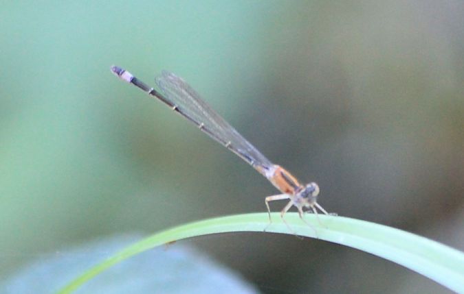 tężnica wytworna  - Rafał Walczybok