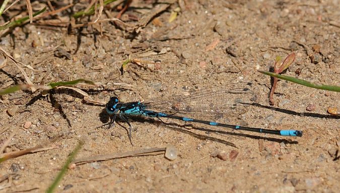 Fledermaus-Azurjungfer  - Rafał Walczybok
