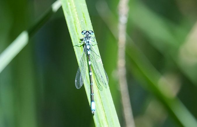 łątka wczesna  - Rafał Walczybok