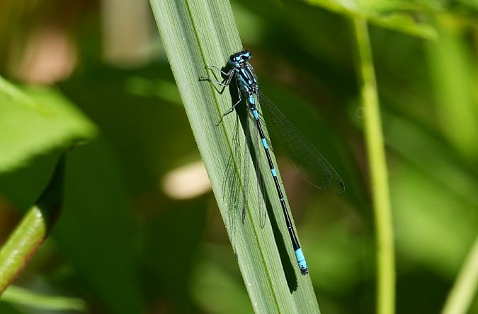 łątka wczesna  - Rafał Walczybok