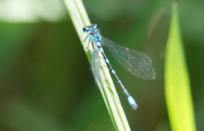 łątka wczesna  - Rafał Walczybok