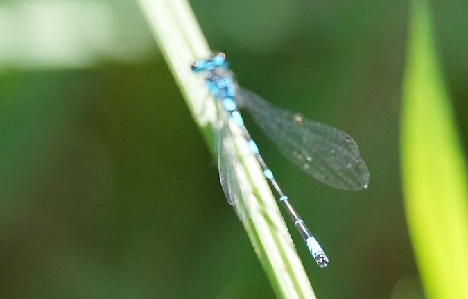 Fledermaus-Azurjungfer  - Rafał Walczybok