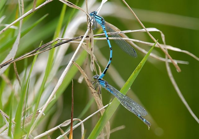 nimfa stawowa  - Rafał Walczybok