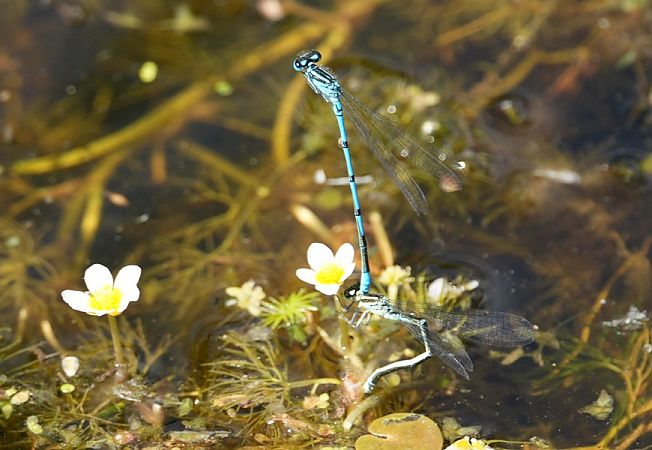 łątka dzieweczka  - Rafał Walczybok