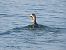 Great Cormorant  - Jarosław Słowikowski