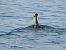 Great Cormorant  - Jarosław Słowikowski
