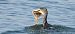 Great Cormorant  - Jarosław Słowikowski