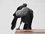 Western Jackdaw  - Jarosław Słowikowski