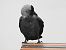 Western Jackdaw  - Jarosław Słowikowski