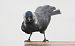 Western Jackdaw  - Jarosław Słowikowski