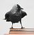 Western Jackdaw  - Jarosław Słowikowski