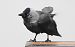 Western Jackdaw  - Jarosław Słowikowski