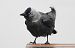 Western Jackdaw  - Jarosław Słowikowski
