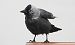 Western Jackdaw  - Jarosław Słowikowski