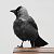 Western Jackdaw  - Jarosław Słowikowski