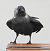 Western Jackdaw  - Jarosław Słowikowski
