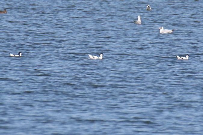 Pied Avocet  - Mariusz Zub