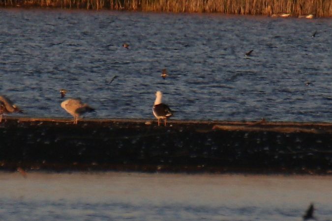 mewa żółtonoga (ssp. fuscus)  - Mariusz Zub