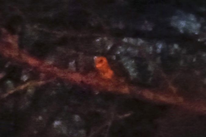 Effraie des clochers  - Marcin Dec