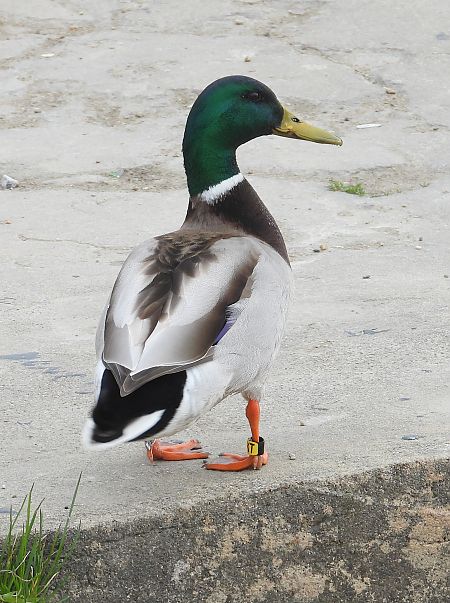 Canard colvert  - Jarosław Słowikowski