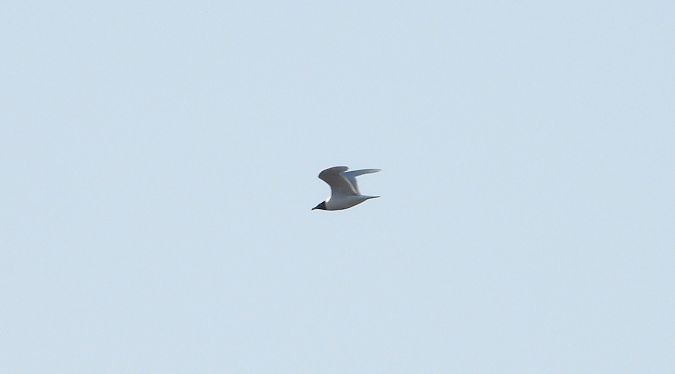 Mouette mélanocéphale  - Jarosław Słowikowski