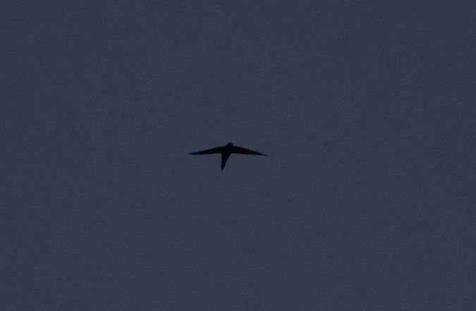 Common Swift  - Jarosław Słowikowski