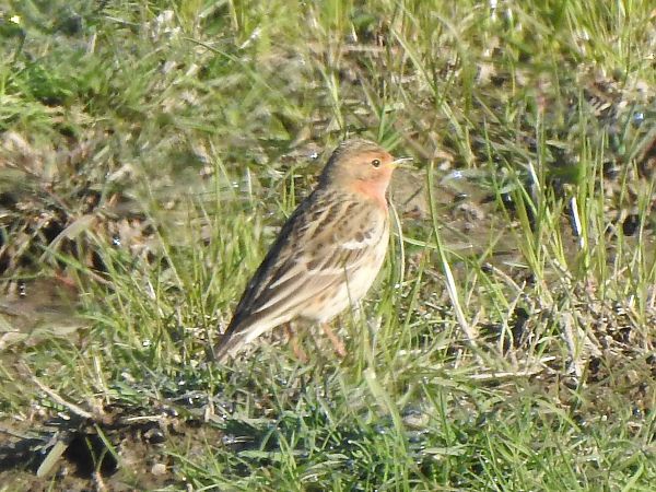 Red-throated Pipit  - Andrzej Lipiński