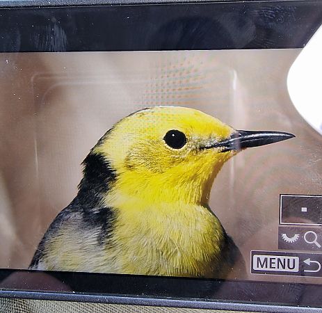 Zitronenstelze  - Krzysztof Bziuk