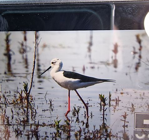 Echasse blanche  - Krzysztof Bziuk