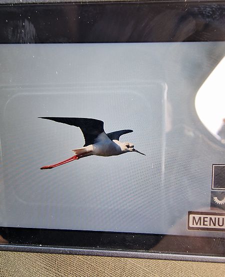 Echasse blanche  - Krzysztof Bziuk