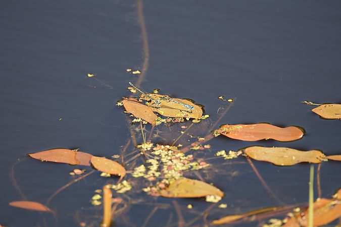 łątka dzieweczka  - Rafał Walczybok