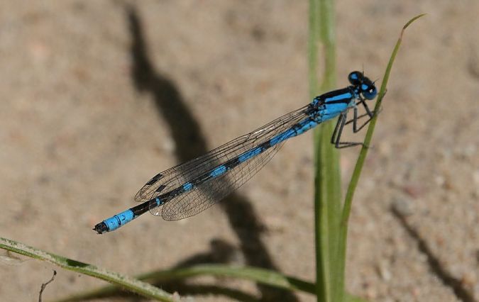 nimfa stawowa  - Rafał Walczybok