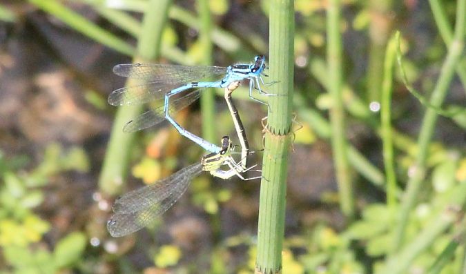 łątka dzieweczka  - Rafał Walczybok