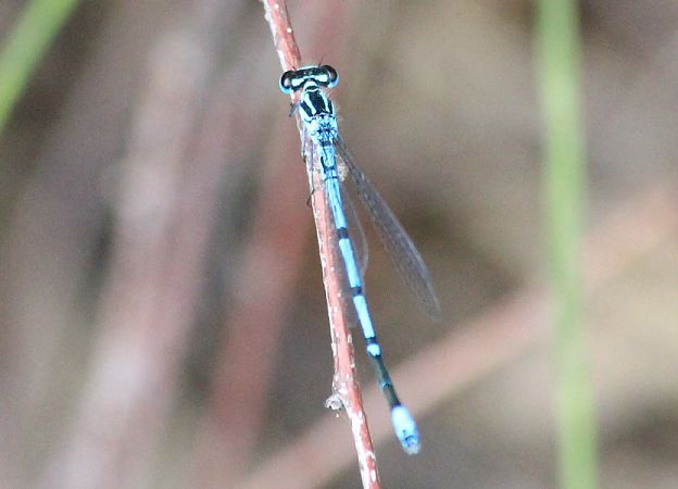 łątka dzieweczka  - Rafał Walczybok
