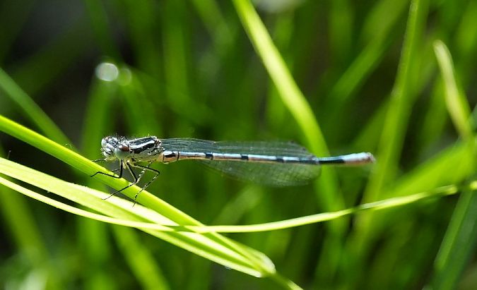 łątka wczesna  - Rafał Walczybok