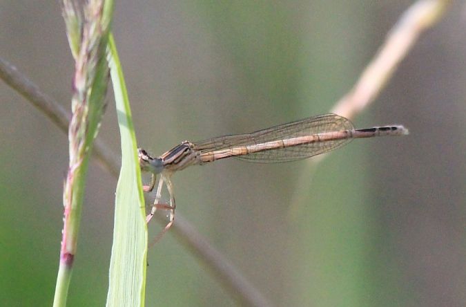 pióronóg zwykły  - Rafał Walczybok
