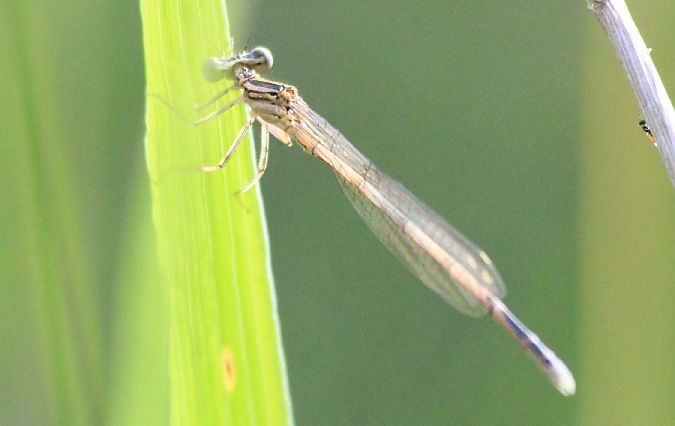 pióronóg zwykły  - Rafał Walczybok