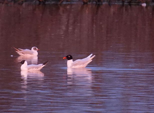 mewa czarnogłowa  - Wójcik Jarosław