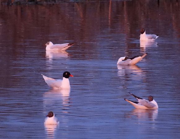 Mouette mélanocéphale  - Wójcik Jarosław